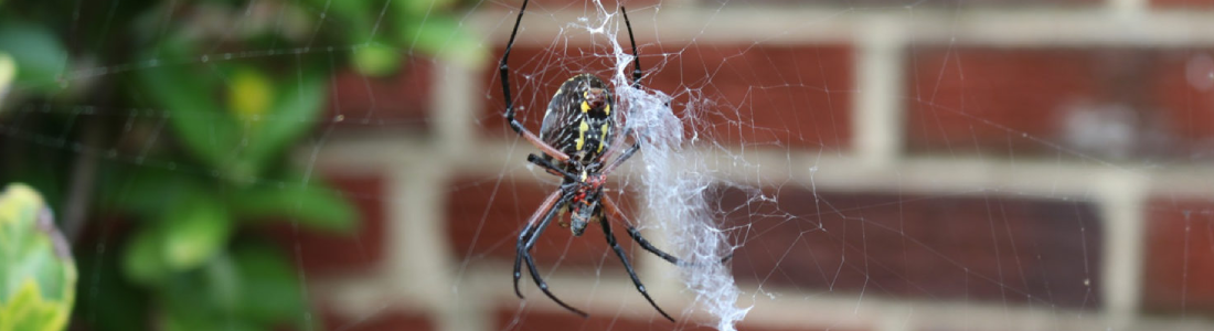 Dedetização Contra Aranhas 24 HORAS